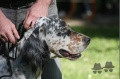 Setter Anglais FLY DELLA CRUISMANY Setter Anglais FLY DELLA CRUISMANY